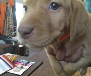 Labrador Retriever Puppy for sale in RANDALL, MN, USA
