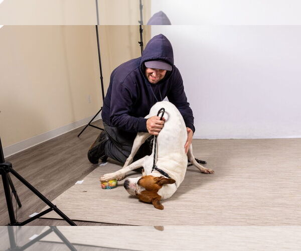 Medium Photo #8 Mutt Puppy For Sale in Rowlett, TX, USA