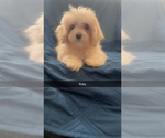 Small #5 Maltipoo (Miniature)