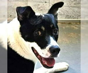 American Staffordshire Terrier-Unknown Mix Dogs for adoption in Lake Forest, CA, USA