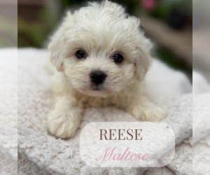 Maltese Puppy for Sale in ELMHURST, Illinois USA