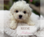 Image preview for Ad Listing. Nickname: Lola