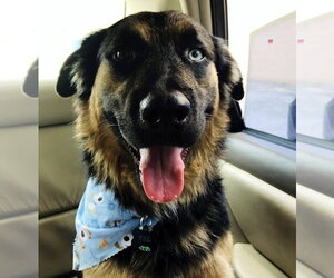 Valentino - Male Australian Shepherd-German Shepherd Dog Mix Dog for Adoption - Photo #4