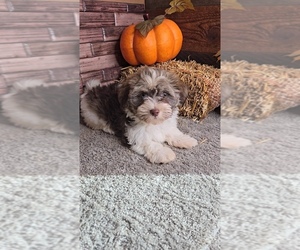 Havanese Puppy for sale in JASONVILLE, IN, USA