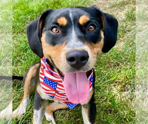 Roy - Male Mutt Dog for Adoption - Photo #13