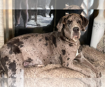 Small Photo #1 Great Dane Puppy For Sale in MOSES LAKE, WA, USA