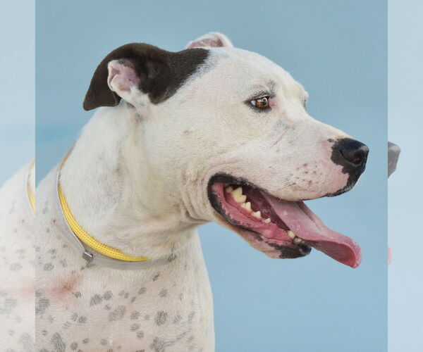 Medium Photo #1 American Pit Bull Terrier Puppy For Sale in Pasadena, CA, USA