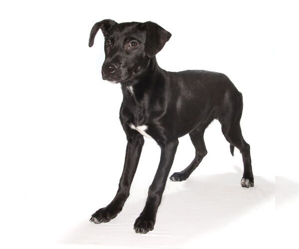 Medium Photo #6 Labrador Retriever Puppy For Sale in Oakland Park, FL, USA