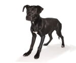 Small #5 Labrador Retriever