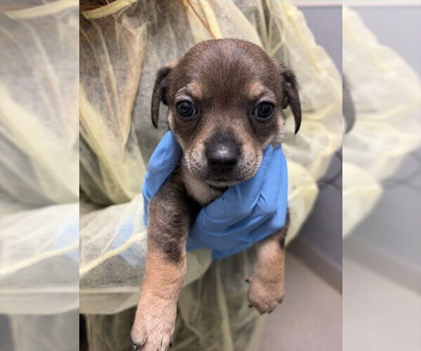 Medium Photo #1 Mutt Puppy For Sale in Las Vegas, NV, USA