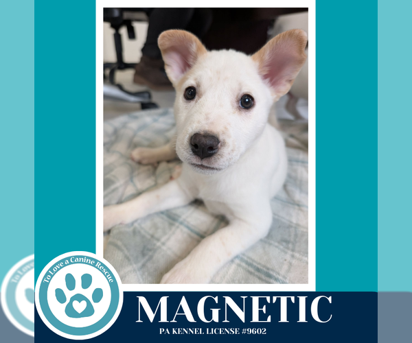 Medium Photo #2 Siberian Husky-Unknown Mix Puppy For Sale in Kimberton, PA, USA