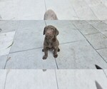 Small #4 Labrador Retriever