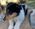 Small Photo #3 Collie Puppy For Sale in DURHAM, NC, USA