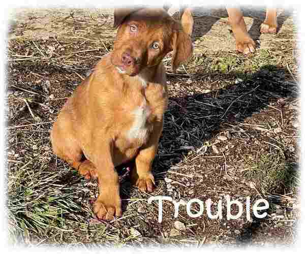 Medium Photo #2 American Pit Bull Terrier-Doberman Pinscher Mix Puppy For Sale in Aurora, OH, USA