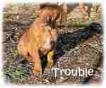 Small #1 American Pit Bull Terrier-Doberman Pinscher Mix