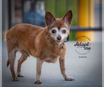 Small #8 Chihuahua