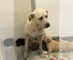 Small Labrador Retriever Mix