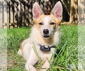 Rocky - Male Jack Russell Terrier-Unknown Mix Dog for Adoption - Photo #2