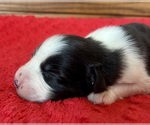 Small #3 Australian Shepherd