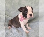 Small #4 Boston Terrier