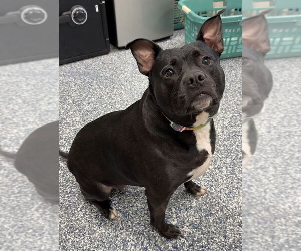 Medium Photo #3 American Staffordshire Terrier-Unknown Mix Puppy For Sale in Bemidji, MN, USA