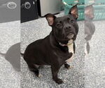 Small #2 American Staffordshire Terrier Mix