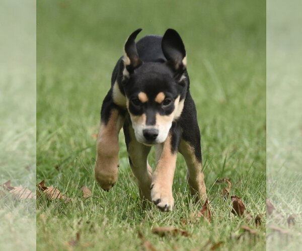 Medium Photo #13 Australian Shepherd-Unknown Mix Puppy For Sale in Mechanicsburg, PA, USA