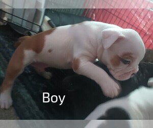 Olde English Bulldogge Puppy for sale in VERSAILLES, IL, USA