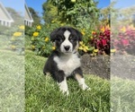 Small #3 Miniature Australian Shepherd