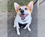 Small #6 Jack Russell Terrier Mix
