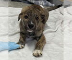 Small #2 Collie-German Shepherd Dog Mix