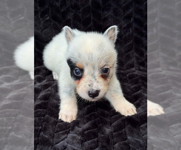 Medium Photo #1 Australian Cattle Dog Puppy For Sale in STATE ROAD, NC, USA