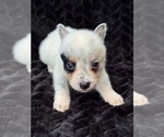 Small Australian Cattle Dog