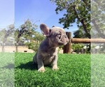 Small #5 French Bulldog