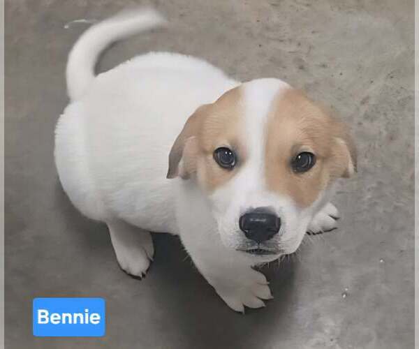 Medium Photo #2 Labrenees Puppy For Sale in Alexander, AR, USA