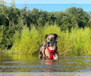 Great Dane Dogs for adoption in Bullard, TX, USA