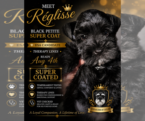 Schnauzer (Miniature) Puppy for sale in TEMPLE, TX, USA