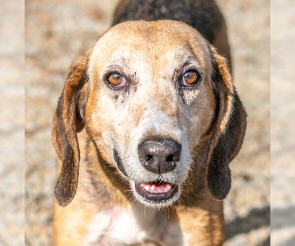 Medium Photo #1 Mutt Puppy For Sale in Hilton Head, SC, USA