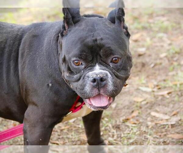 Medium Photo #1 American Staffordshire Terrier-Unknown Mix Puppy For Sale in Tallahassee, FL, USA