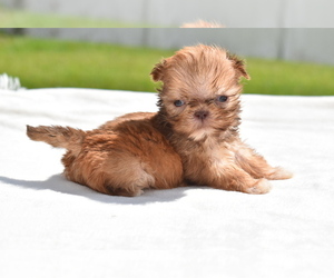 Shih Tzu Puppy for sale in PALM COAST, FL, USA