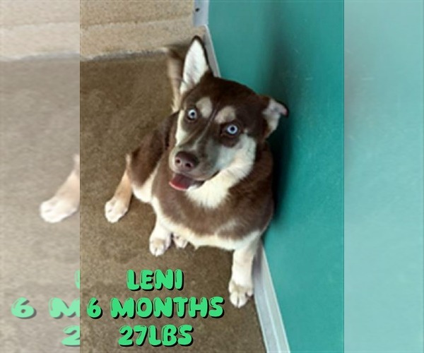 Medium Photo #1 Siberian Husky-Unknown Mix Puppy For Sale in Woodbury, NY, USA