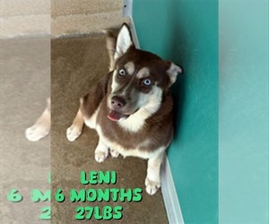 Siberian Husky-Unknown Mix Dogs for adoption in Woodbury, NY, USA