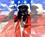 Small Photo #6 Yorkshire Terrier Puppy For Sale in AKRON, OH, USA