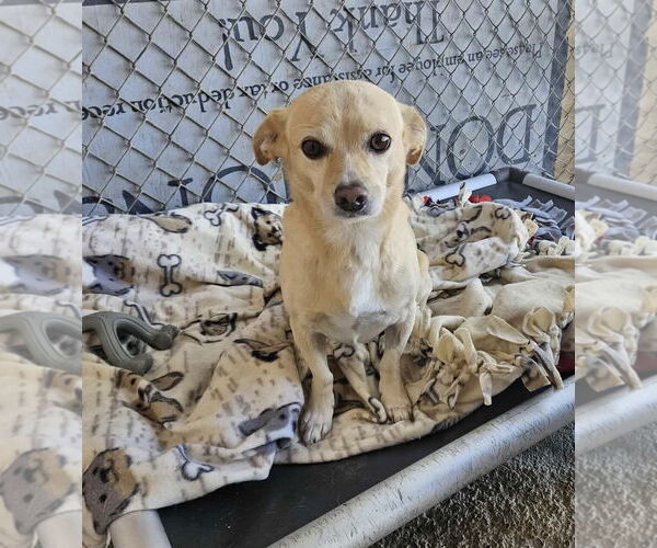 Medium Photo #1 Chihuahua-Unknown Mix Puppy For Sale in El Centro, CA, USA