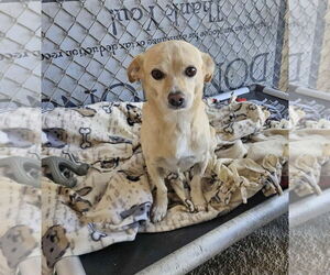Chihuahua-Unknown Mix Dogs for adoption in El Centro, CA, USA
