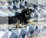 Small #2 German Shepherd Dog Mix