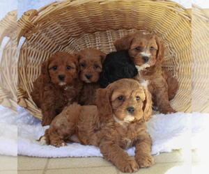 Cavapoo Puppy for sale in NORTHWOODS, IL, USA