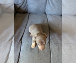 Small Photo #14 Chiweenie Puppy For Sale in CAMANO ISLAND, WA, USA