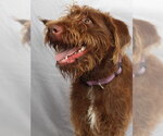 Small #1 German Wirehaired Pointer