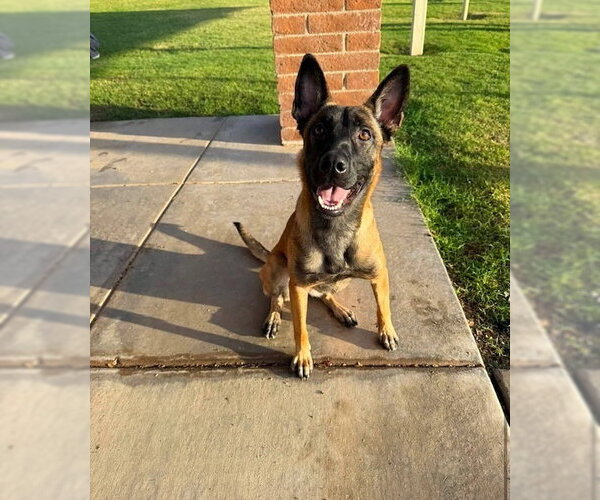 Medium Photo #1 Mutt Puppy For Sale in Imlay City, MI, USA